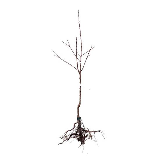 Abricotier 'Luizet' (Prunus armeniaca 'Luizet') - Scion de 100cm - Pépinières Naudet - Image 3
