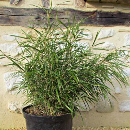 Promesse de Fleurs - Pleioblastus linearis - Bambou moyen 2/3L Pot de 2L/3L - Image 1
