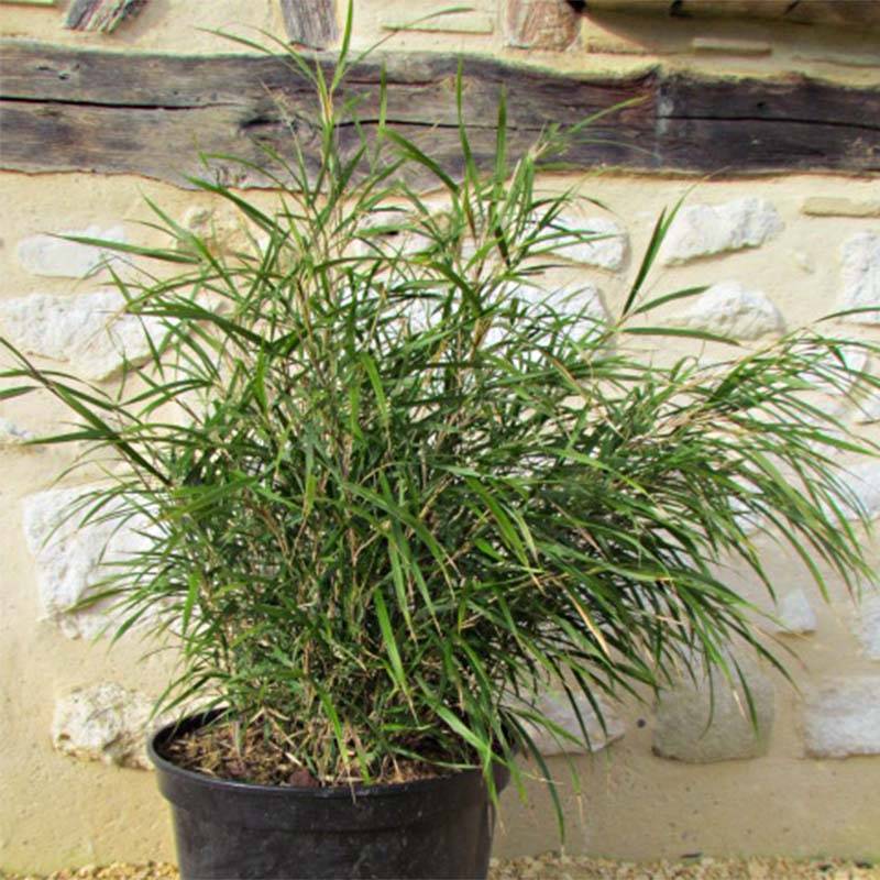 Promesse de Fleurs - Pleioblastus linearis - Bambou moyen 2/3L Pot de 2L/3L - Image 1