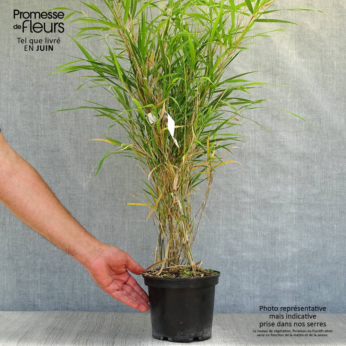 Promesse de Fleurs - Pleioblastus linearis - Bambou moyen 2/3L Pot de 2L/3L - Image 2