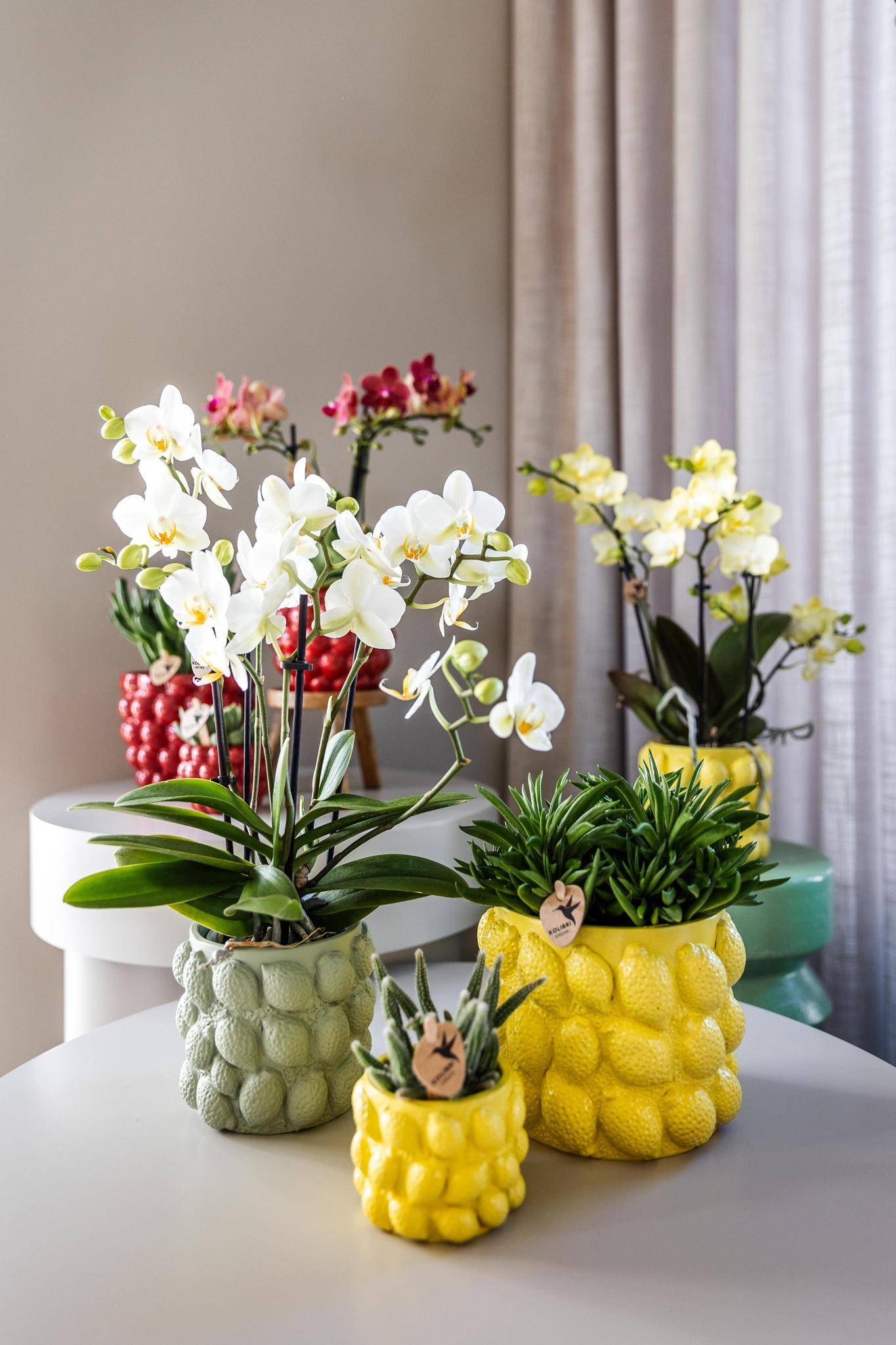 Pot à Agrumes en Céramique Jaune- La Green Touch - Imagen 3