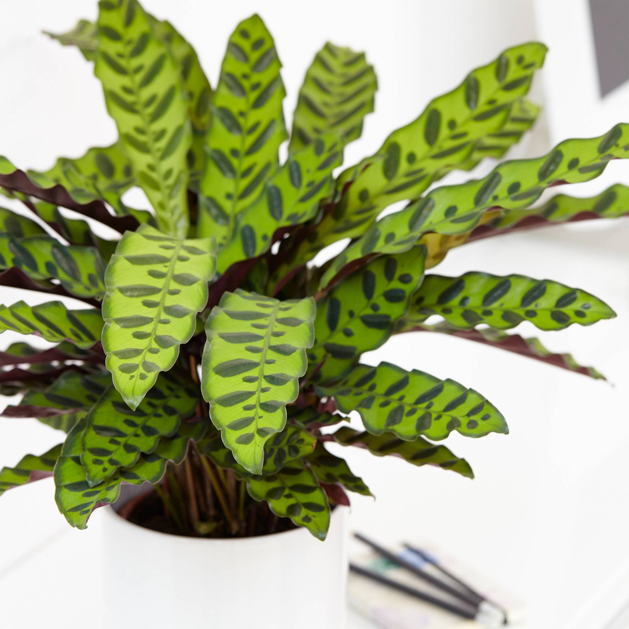 Gardenersdream - Calathea Insignis Plante D'Intérieur En Pot De Qualité Supérieure (De 40 À 50 Cm Pot Inclus) - GardenersDream - Imagen 1