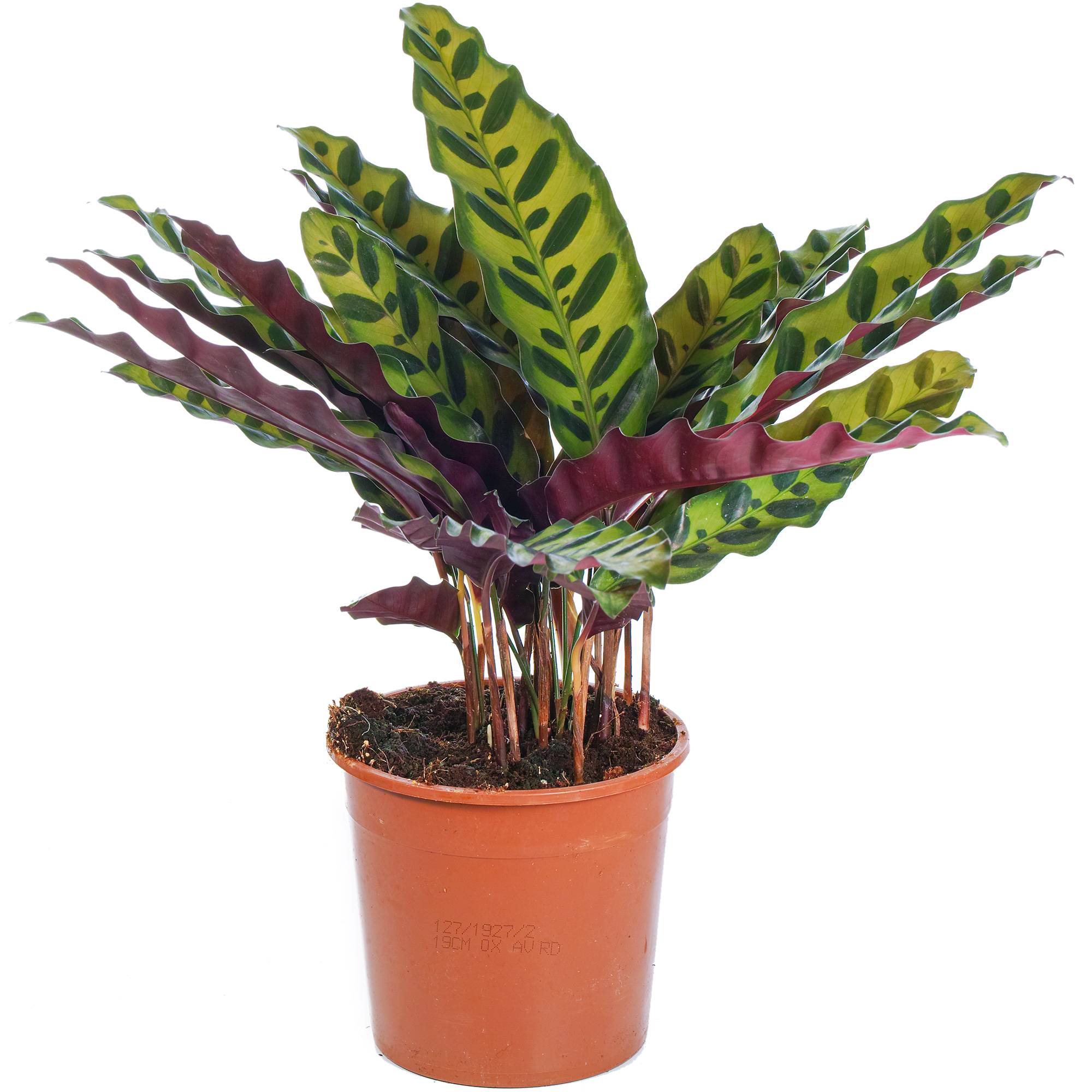 Gardenersdream - Calathea Insignis Plante D'Intérieur En Pot De Qualité Supérieure (De 40 À 50 Cm Pot Inclus) - GardenersDream - Imagen 2