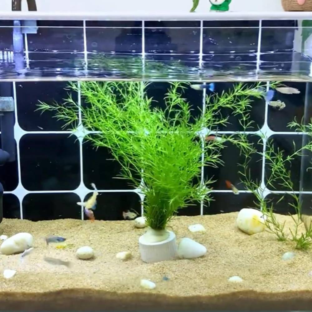 Anneau de Fixation pour Plantes Aquatiques DtopbuyAge - Image 3