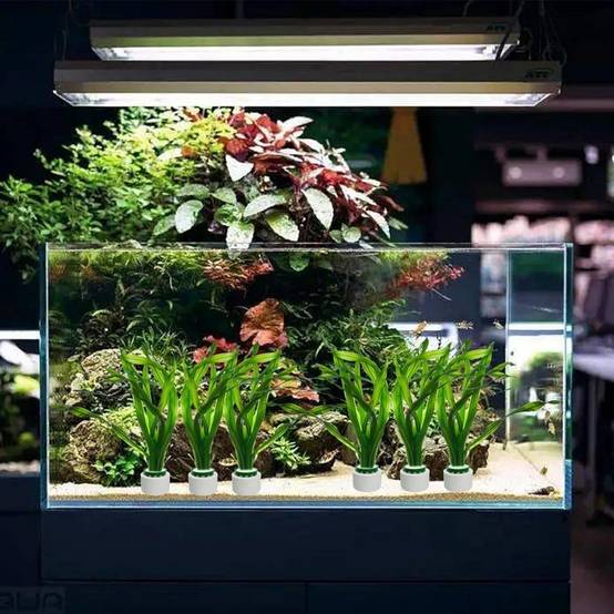 Anneau de Fixation pour Plantes Aquatiques DtopbuyAge - Image 4