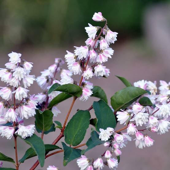 Deutzia scabra Plena - Deutzie Pot de 2L/3L - Image 1