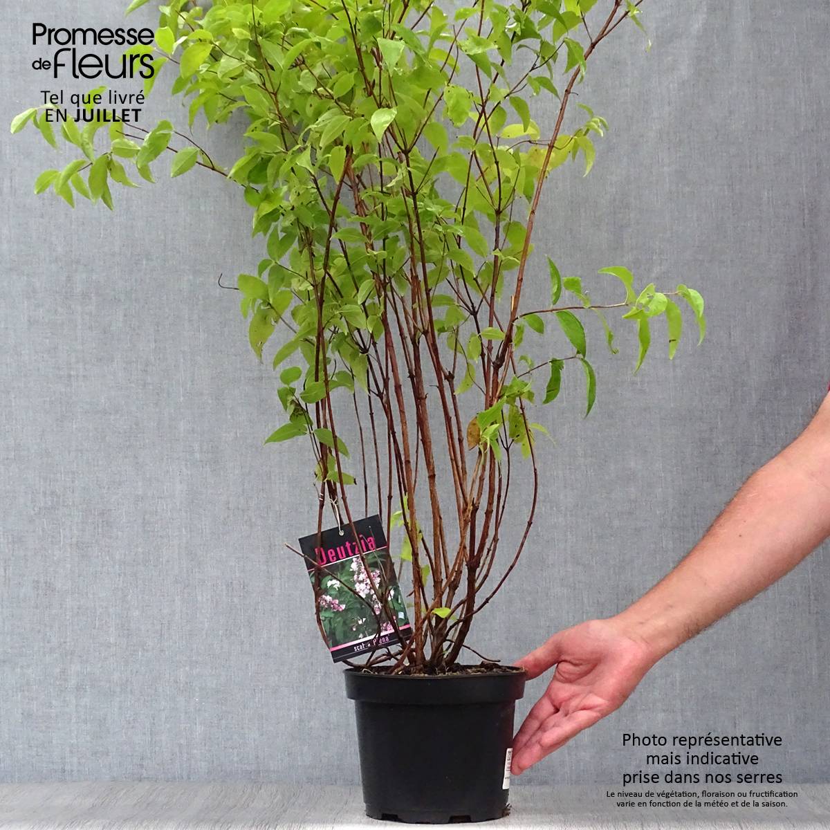 Deutzia scabra Plena - Deutzie Pot de 2L/3L - Image 2