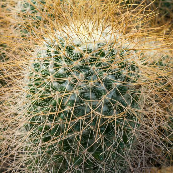 Promesse de Fleurs - Cactus - Mammillaria pringlei Mini-plante