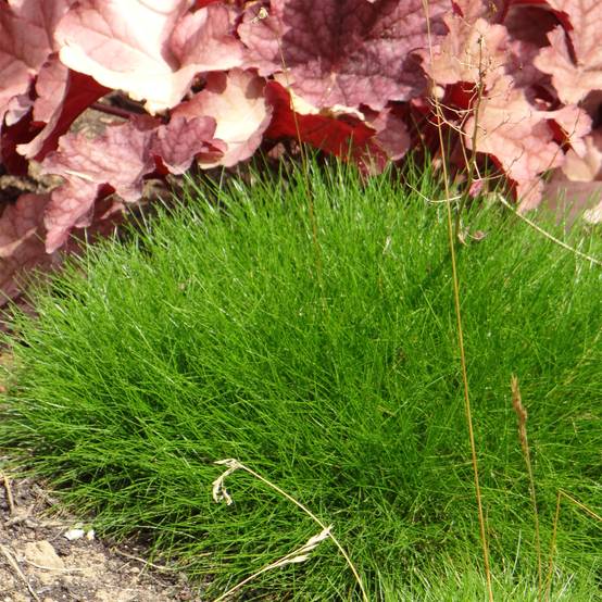 Festuca gautieri - Fétuque de Gautier Godet de 8/9 cm