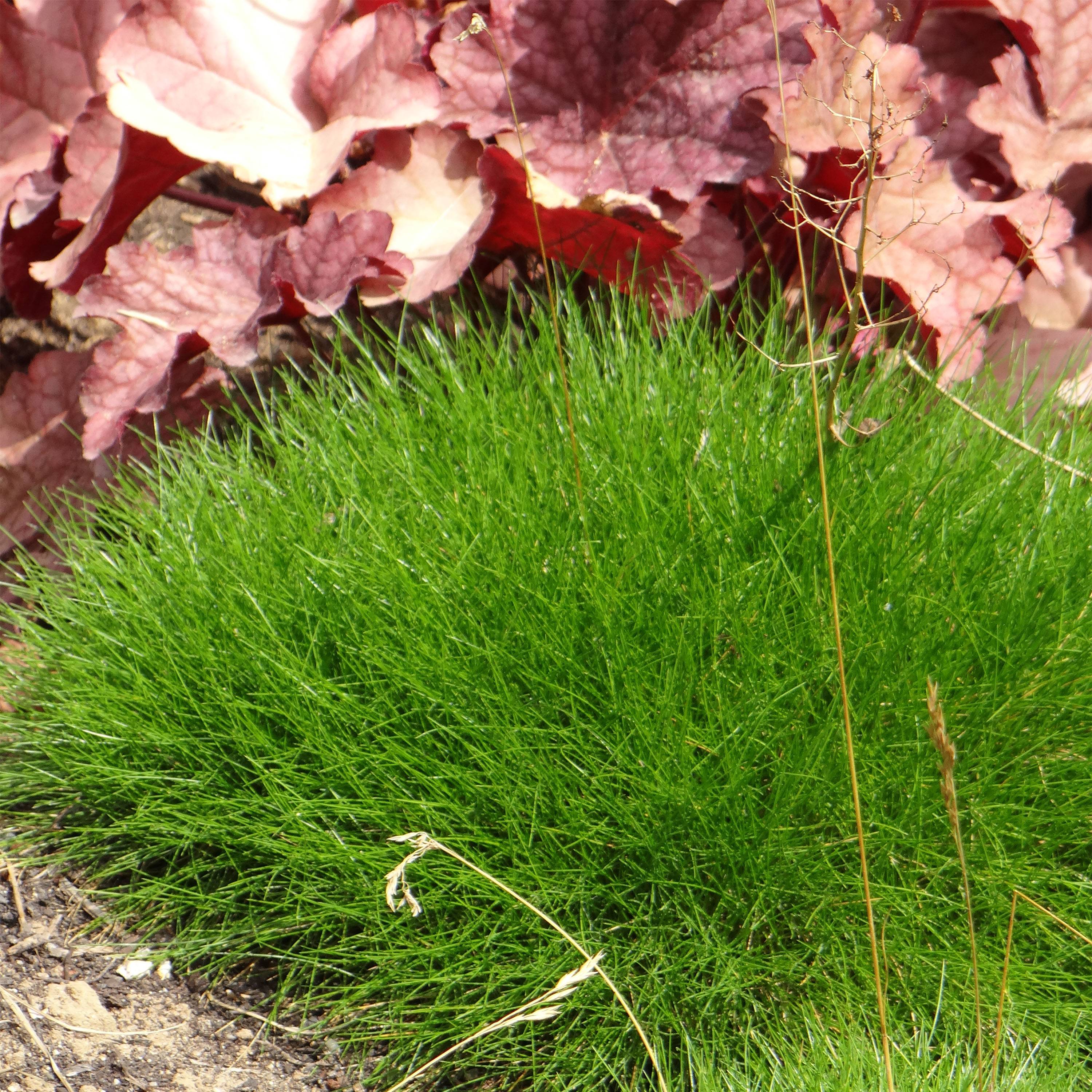 Festuca gautieri - Fétuque de Gautier Godet de 8/9 cm