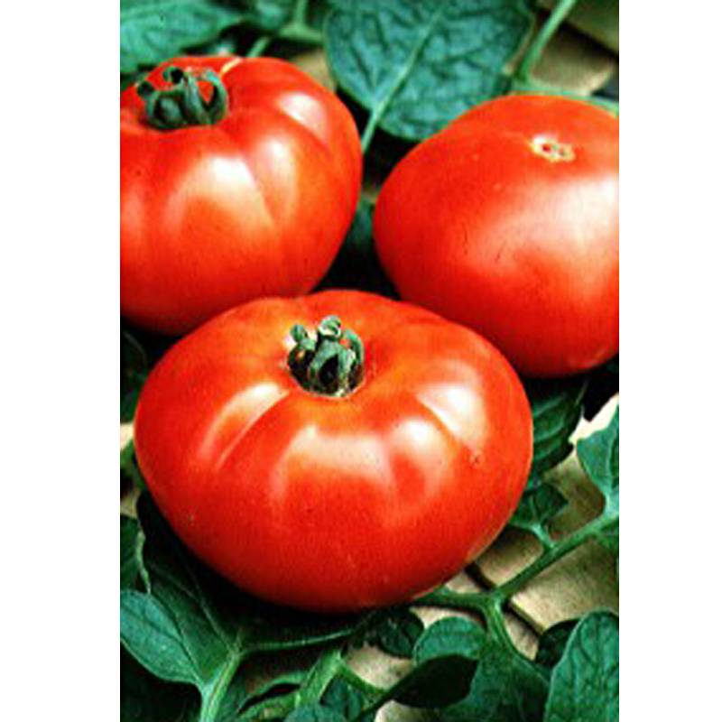 Tomate Marmande le sachet de 600 graines environ (2g)