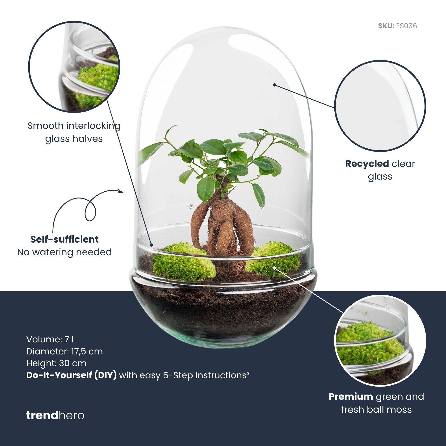 Terrarium à composer œuf Bonsaï en verre recyclé - Ø17-H30cm - sans outils - Terrarium DIY - Image 2