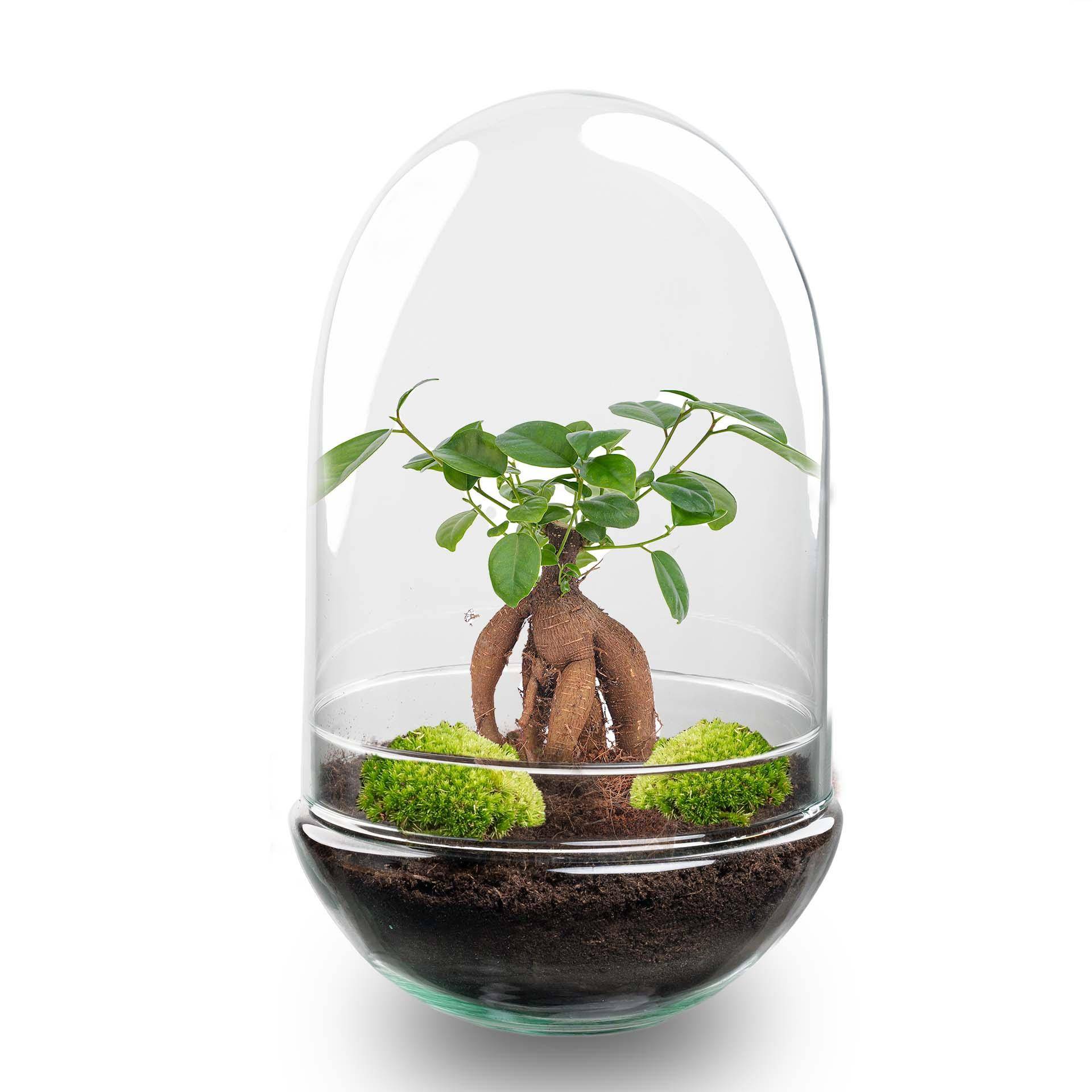 Terrarium à composer œuf Bonsaï en verre recyclé - Ø17-H30cm - sans outils - Terrarium DIY - Image 1