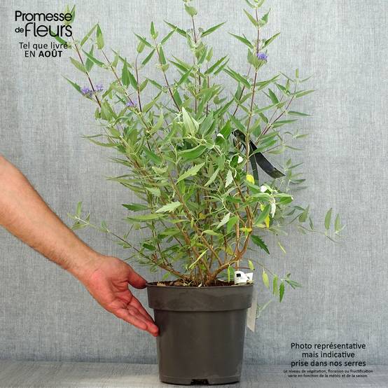 Caryopteris x clandonensis Blauer Spatz (Oiseau Bleu) Pot de 3L/4L - Image 2