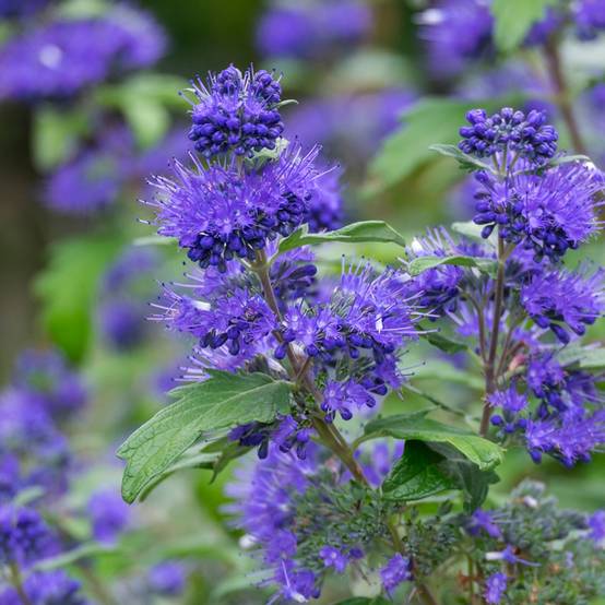 Caryopteris x clandonensis Blauer Spatz (Oiseau Bleu) Pot de 3L/4L - Image 1