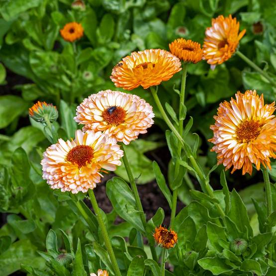 Promesse de Fleurs - Graines de Calendula officinalis Pink Surprise - Souci des Jardins le sachet de 100 graines environ (1g)