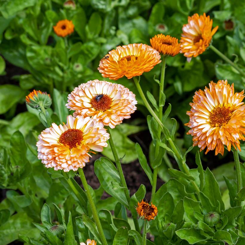 Promesse de Fleurs - Graines de Calendula officinalis Pink Surprise - Souci des Jardins le sachet de 100 graines environ (1g)