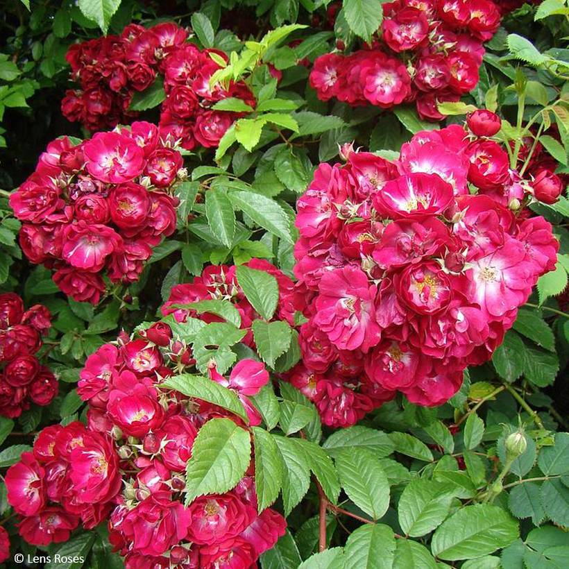 Promesse de Fleurs - Rosier grimpant Wilderode Pot de 4L/5L