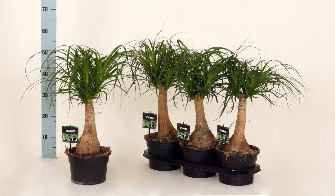 Beaucarnea Nolina - D19 H60cm