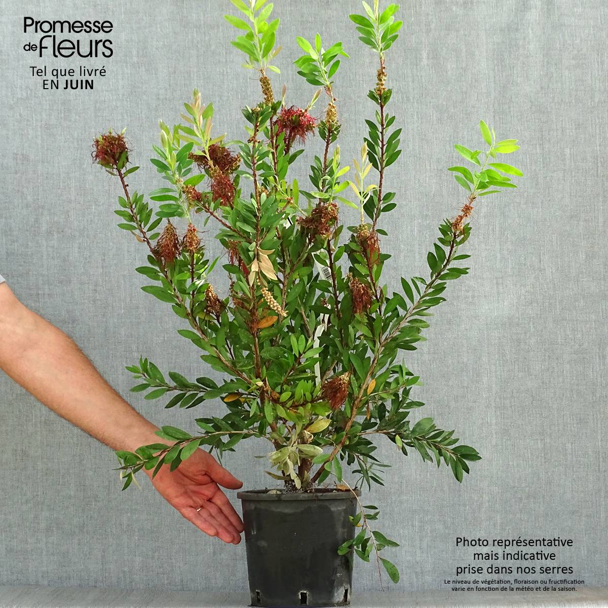 Promesse de Fleurs - Callistemon (x) laevis Pot de 1,5L/2L - Image 2