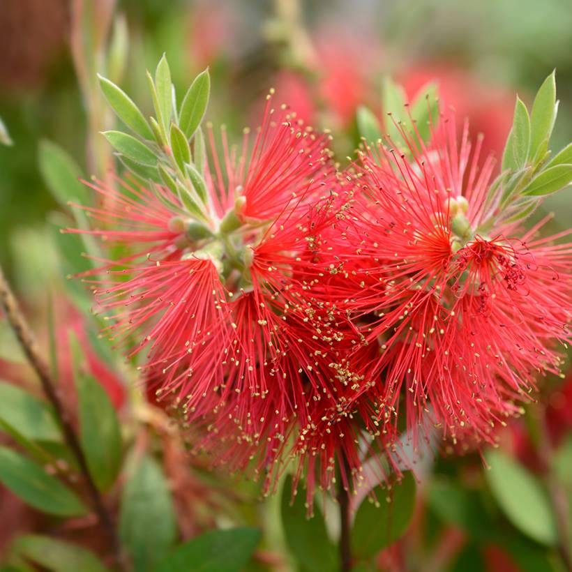 Promesse de Fleurs - Callistemon (x) laevis Pot de 1,5L/2L - Image 1