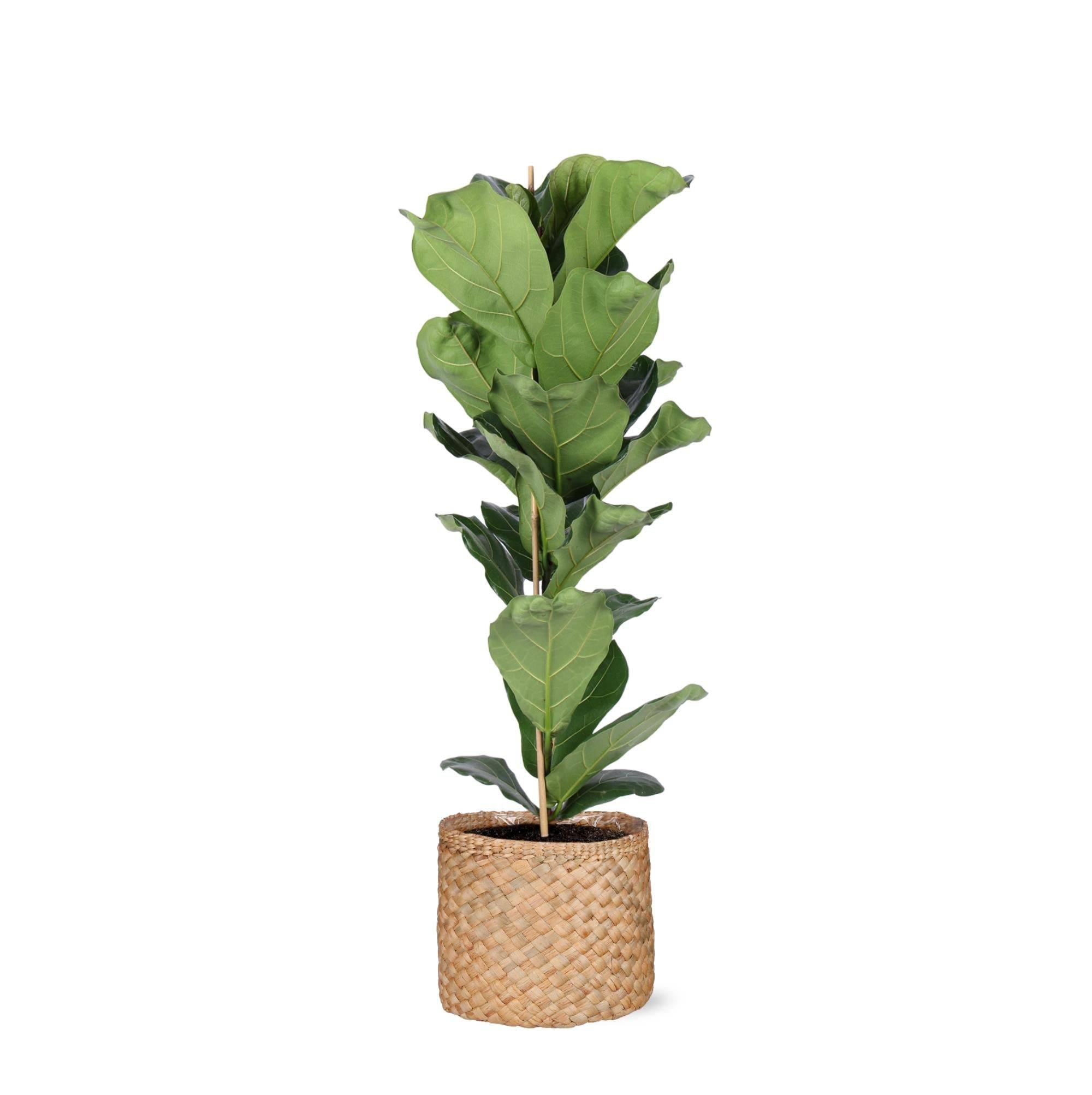 Ficus Lyrata et son pot- La Green Touch Panier Naturel - Hauteur 90cm