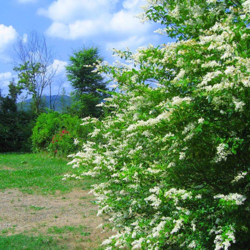 Troène commun (Ligustrum vulgare) - Godet - Taille 13/25cm - Pépinières Naudet