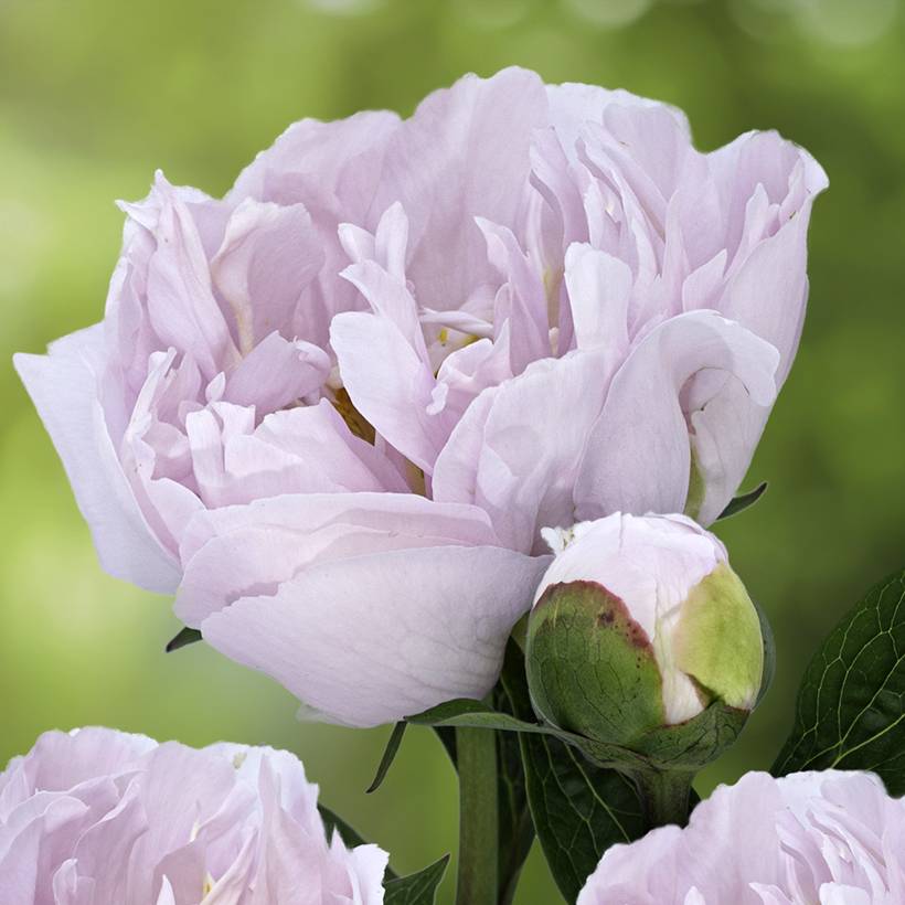 Pivoine lactiflora Pink Vanguard Pot de 4L/5L