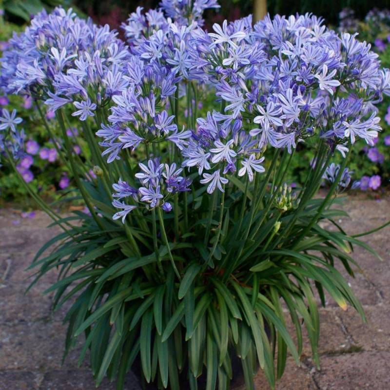 Agapanthe Charlotte® à fleurs Bleue/ - feuillage Semi-Persistant - Pot de 4L - 40/60 cm - Imagen 1
