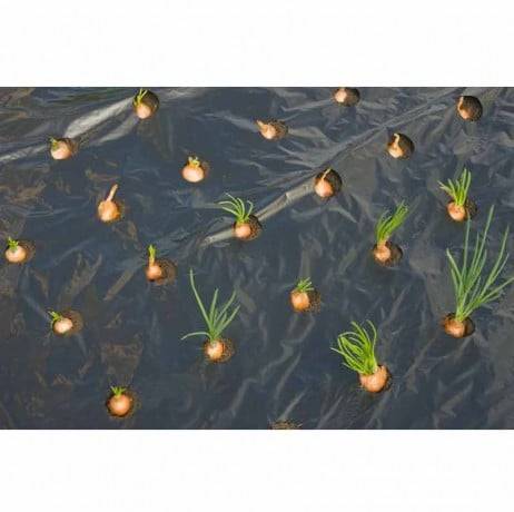 Film de paillage PETITS LEGUMES - Imagen 1