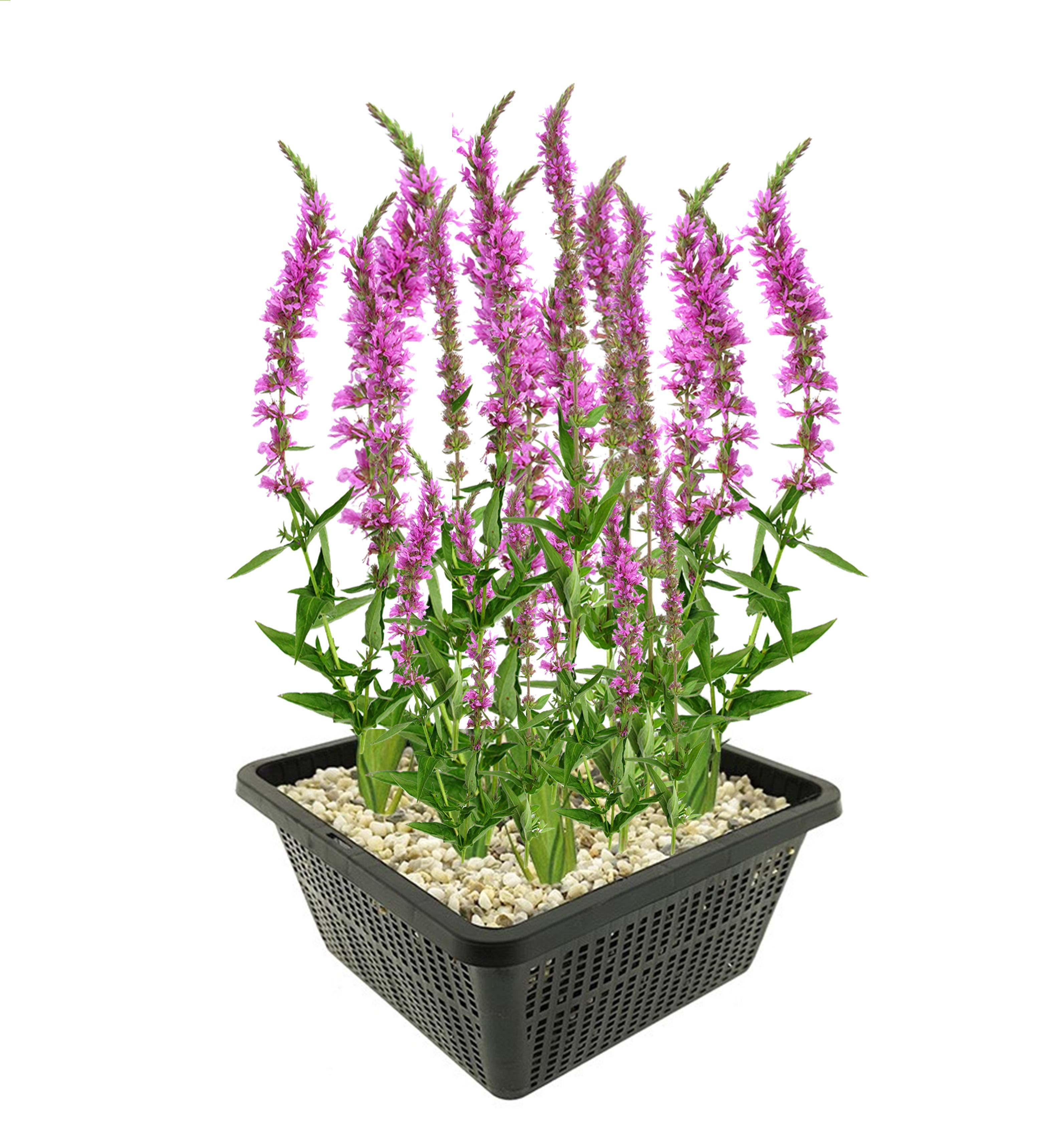 0 - Salicaire Plante Berge Bassin - Floraison Violette - Rustique - 9 Pièces - Image 1
