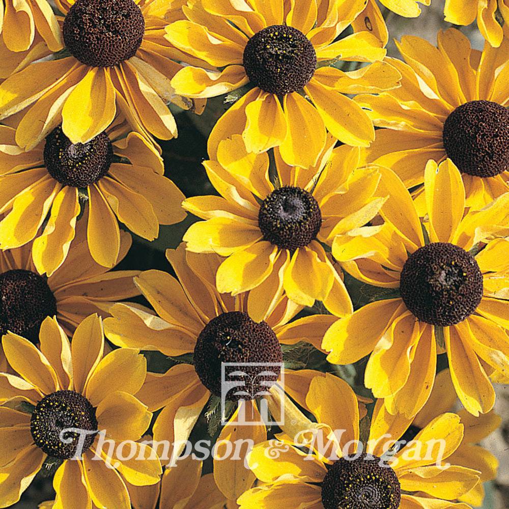 Graines de Rudbeckia nain Toto - Rudbeckia hirta  le sachet de 50 graines environ