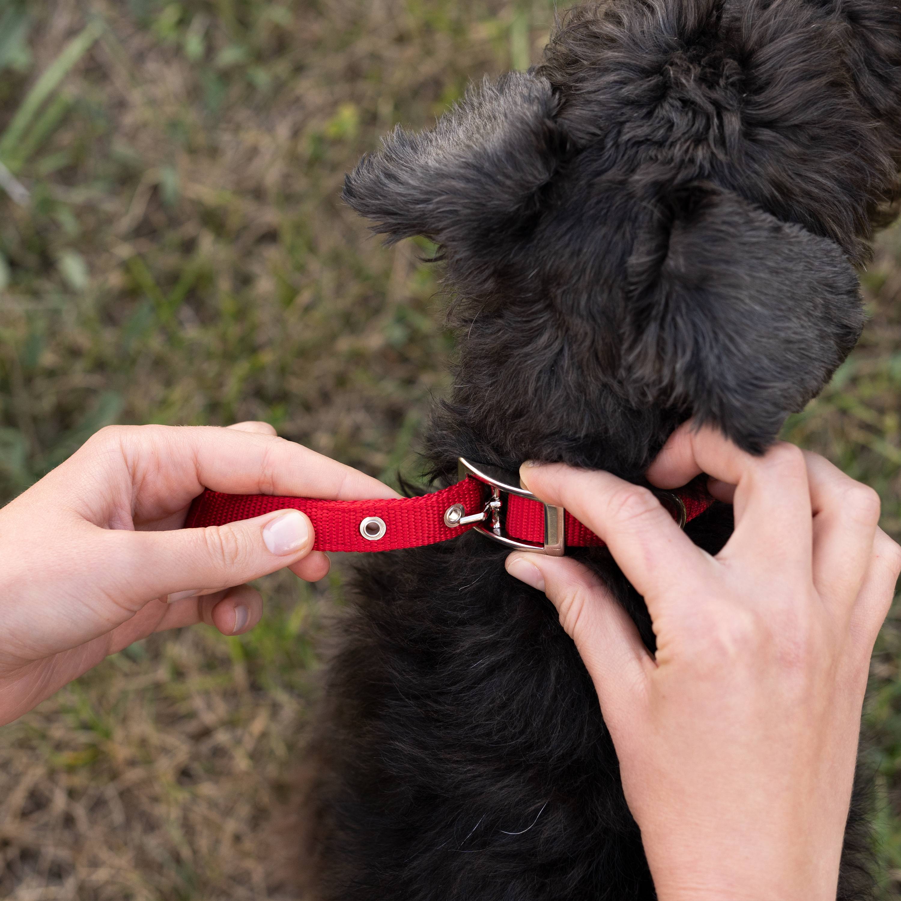 Ferplast - Collier chien chiens nylon souple rembourrage FERPLAST DAYTONA différentes tailles et couleurs - Imagen 6