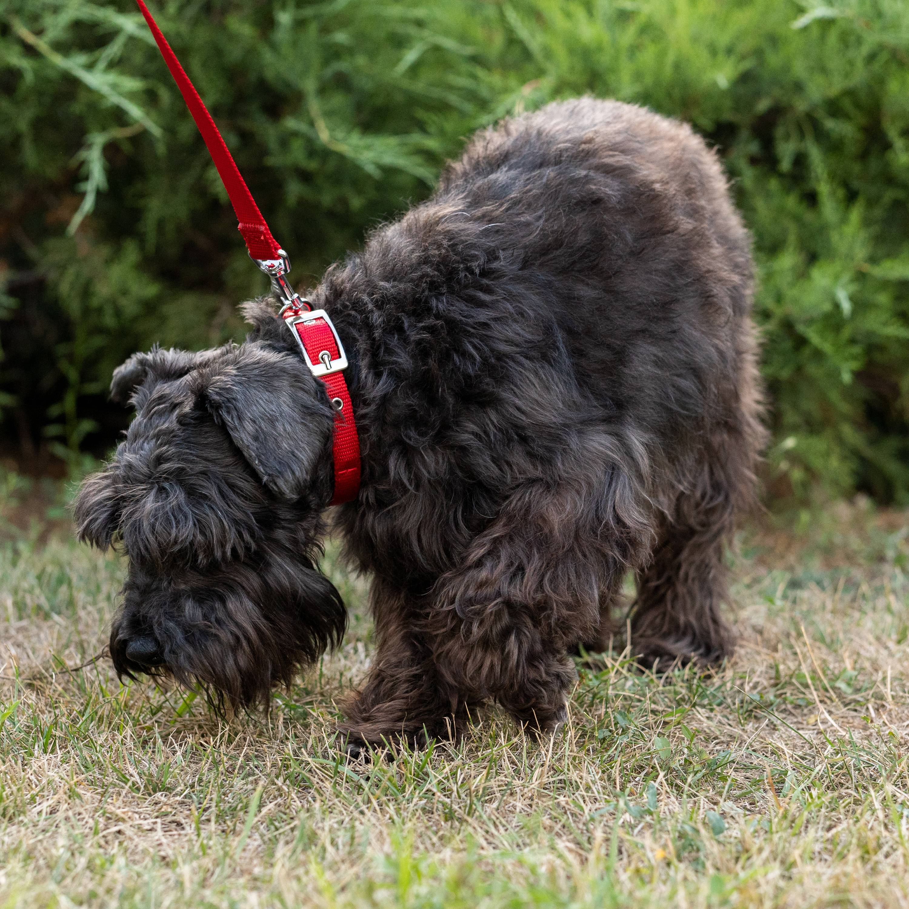 Ferplast - Collier chien chiens nylon souple rembourrage FERPLAST DAYTONA différentes tailles et couleurs - Imagen 5