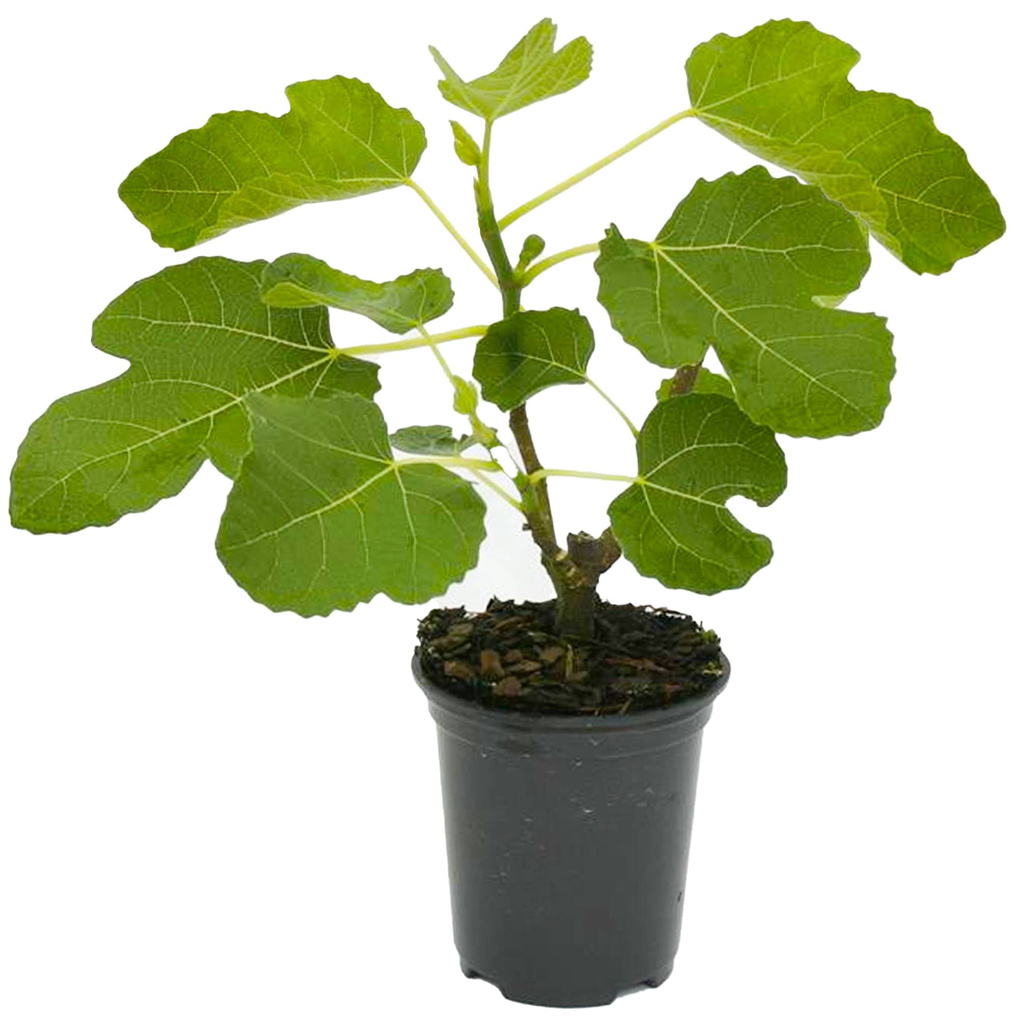 Gardenersdream - Ficus Brown Turkey En Pot 20-30 Cm | Arbre Fruitier Figuier De Qualité À Feuilles Caduques En Promo - GardenersDream - Imagen 2