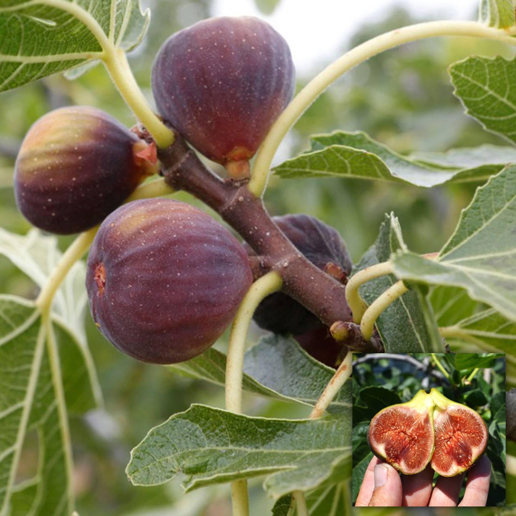 Gardenersdream - Ficus Brown Turkey En Pot 20-30 Cm | Arbre Fruitier Figuier De Qualité À Feuilles Caduques En Promo - GardenersDream - Imagen 3