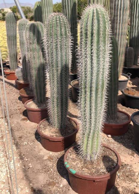 0 - Pachycereus pringlei cactus Pot de 25L- 125/150cm - Image 2