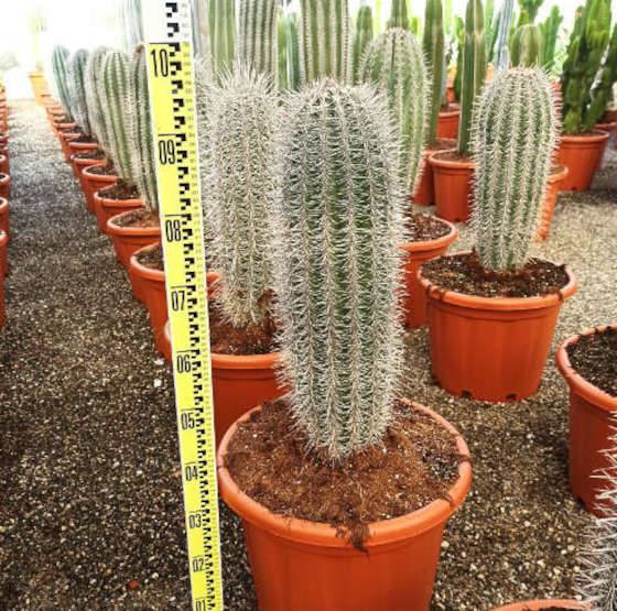0 - Pachycereus pringlei cactus Pot de 25L- 125/150cm