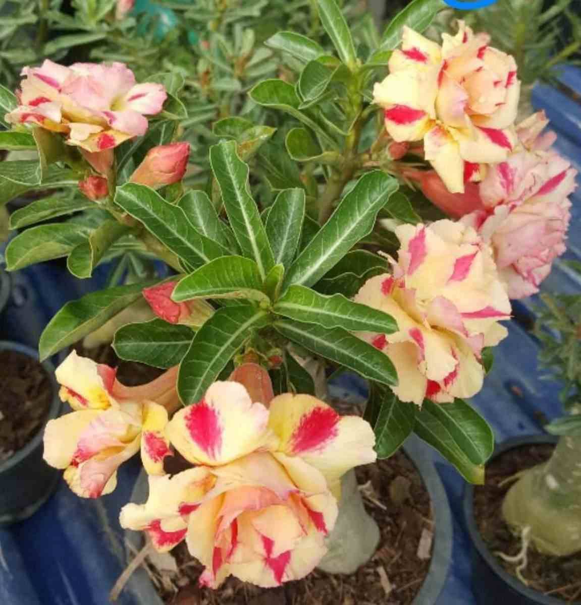 Sans Marque - Adenium obesum cv. Rêve de papillon Couleur floraison:Jaune Rose - Taille:Caudex d'environ 300g 20/25cm - Image 2