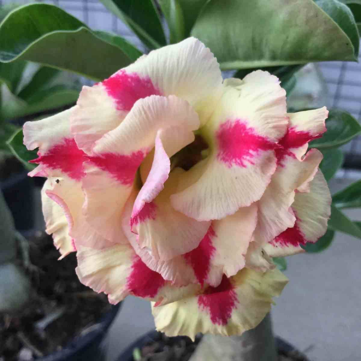 Sans Marque - Adenium obesum cv. Rêve de papillon Couleur floraison:Jaune Rose - Taille:Caudex d'environ 300g 20/25cm - Image 1