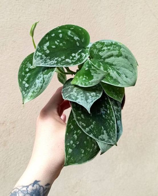 Scindapsus pictus "pothos" Silver Ann Medium D. 12cm H. 15cm - Plante d'intérieur - IndoorPoppies - Image 1