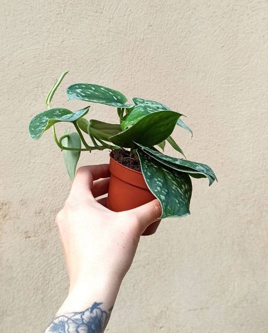 Scindapsus pictus "pothos" Silver Ann Medium D. 12cm H. 15cm - Plante d'intérieur - IndoorPoppies - Image 2