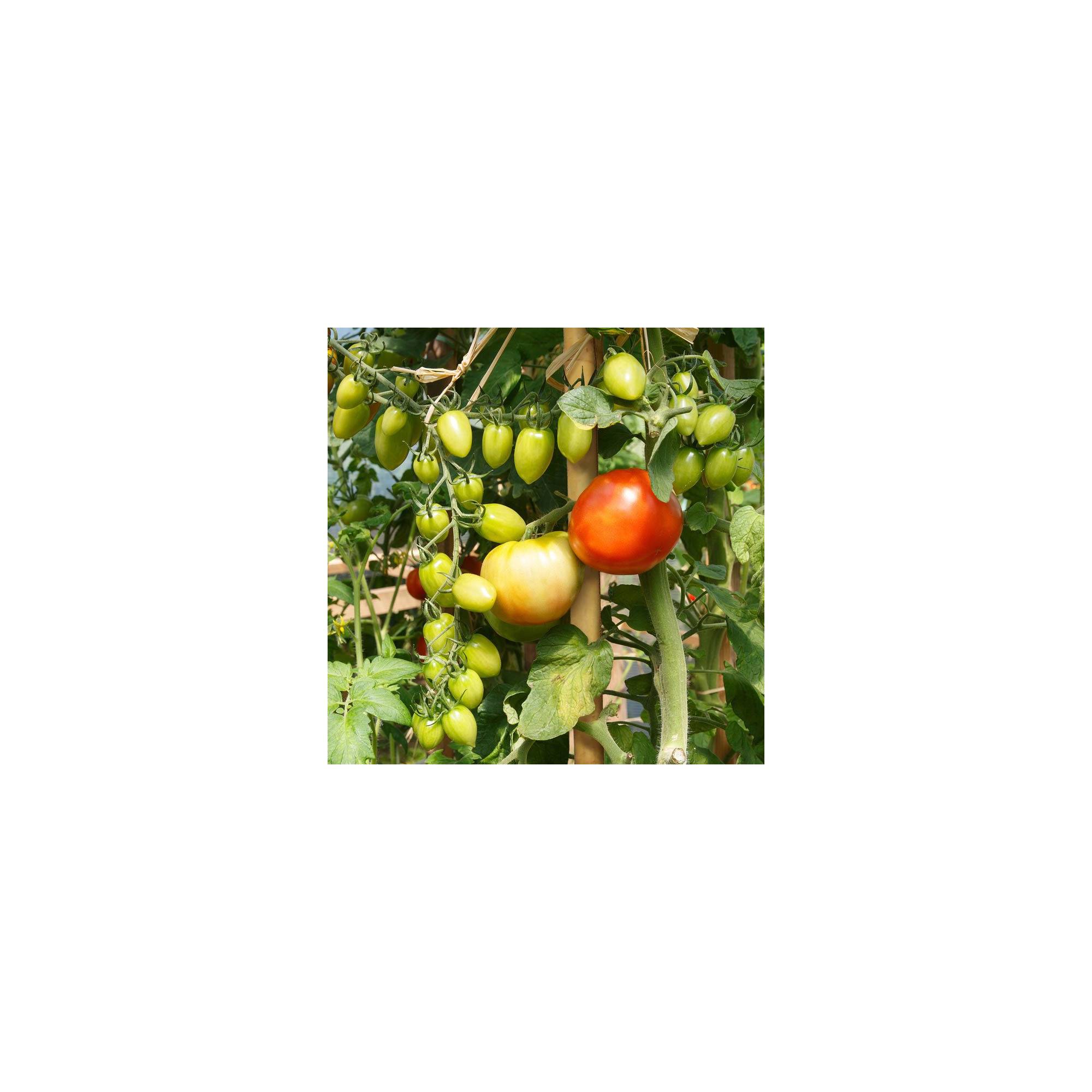 Sans Marque - Lot de 10 tuteurs pour plantes et légumes - En bambou - Hauteur : 90 cm - Imagen 2