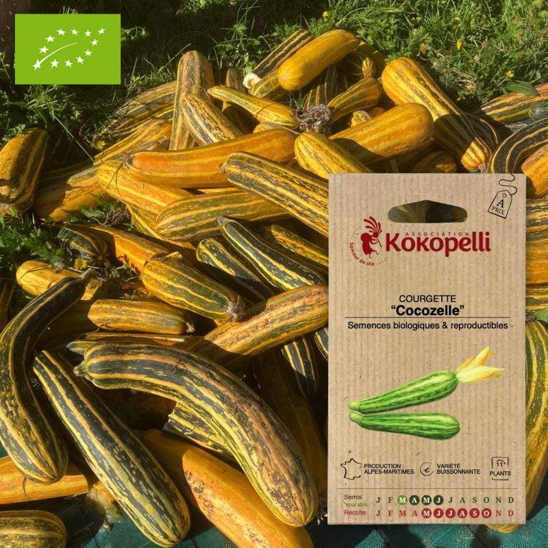 Courgette Cocozelle- Graines bio à semer - Imagen 1