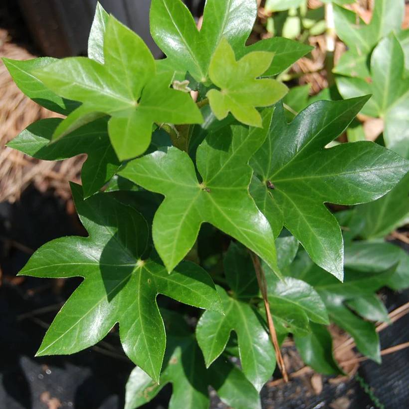 Promesse de Fleurs - Fatshedera lizei - Aralia lierre  Godet de 8/9 cm