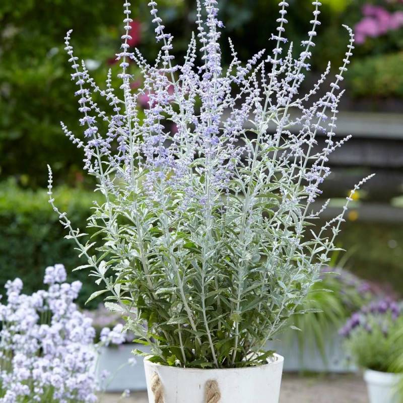 Lavande d'Afghanistan Silvery Blue® 'Lissvery', Sauge Russe, Perovskia à fleurs Bleue/ - feuillage Persistant - Pot de 3L - 40/60 cm
