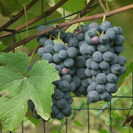 Vigne Fragola Nera - Raisin fraise Pot de 4L/5L, Tuteur