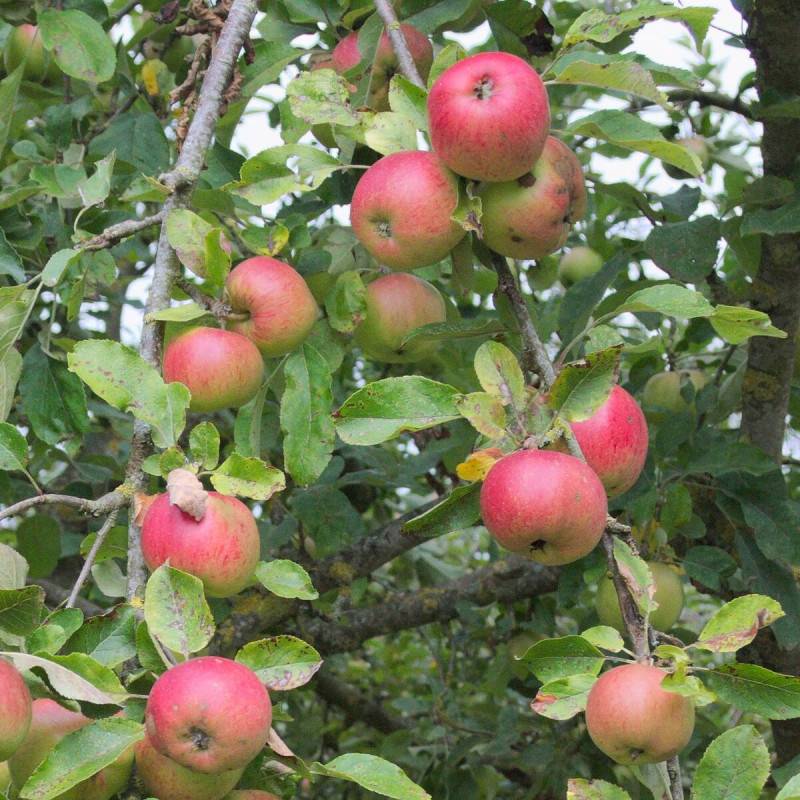 Pommier Grand Alexandre - Bon rendement - Pot de 10L - Gobelet 2 ans - 120/150 cm - De 3,00 m à 5,00 m - Imagen 1