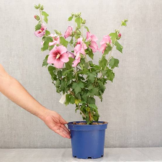 Hibiscus syriacus Hibisa Rosada - Althéa Pot de 3L/4L - Image 2