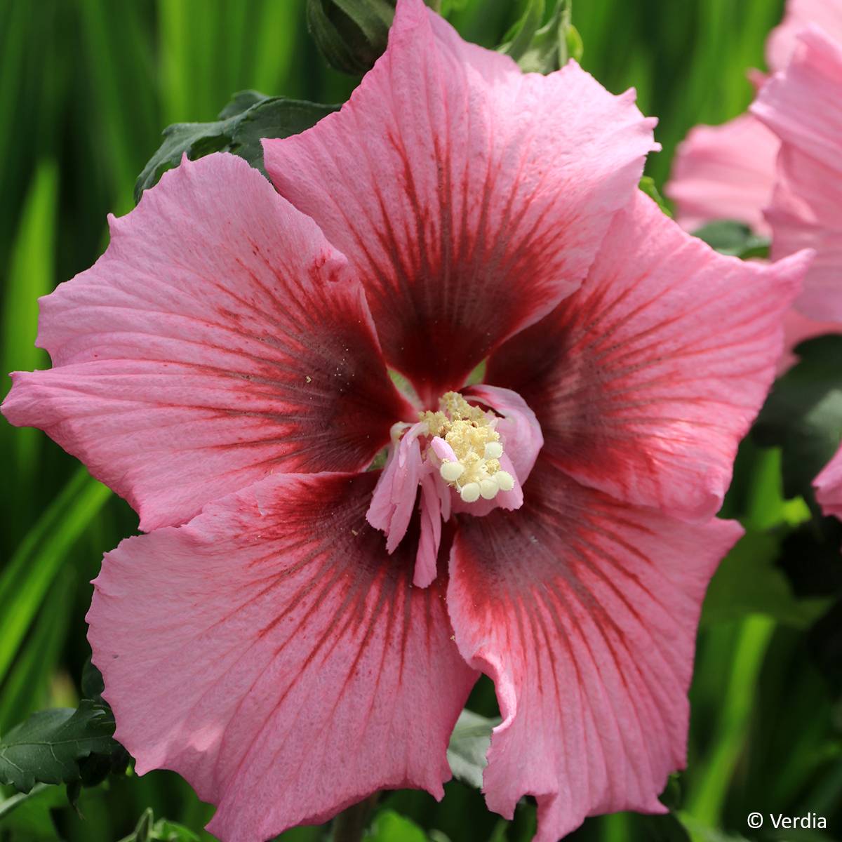 Hibiscus syriacus Hibisa Rosada - Althéa Pot de 3L/4L - Image 1